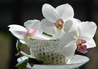 Картинка цветы орхидеи чашка