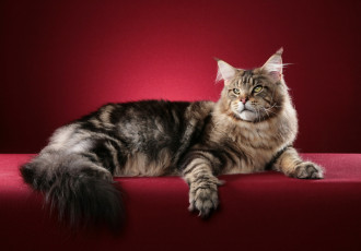 Картинка животные коты maine coon кошка