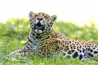 Картинка животные Ягуары кошка
