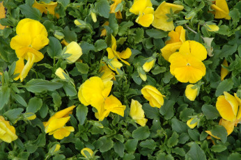Картинка цветы анютины глазки садовые фиалки желтые