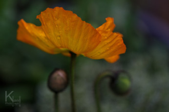 Картинка цветы маки оранжевый мак капли