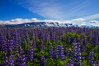 Картинка thorshofn nordur tingeyjarsysla iceland цветы люпин тоурсхёбн nordur-tingeyjarsysla исландия луг горы