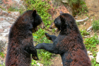 Картинка животные медведи пара игра драка