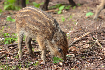 Картинка животные свиньи кабаны лес трава полосатый поросенок сучья