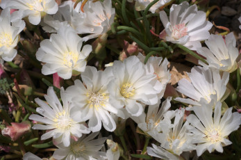 Картинка цветы левизия белый