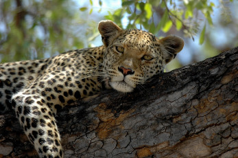Картинка животные леопарды дерево леопард отдых