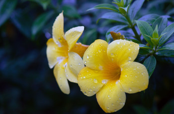 Картинка цветы алламанда капли