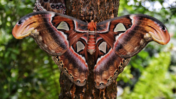 Картинка животные бабочки дерево бабочка окраска камуфляж