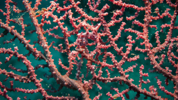 Картинка животные морская фауна морской конёк кораллы маскировка