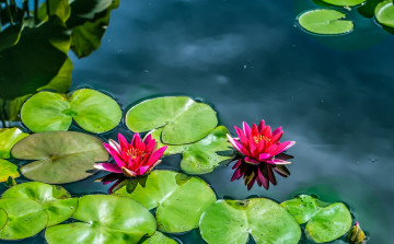 Картинка цветы лилии водяные нимфеи кувшинки вода