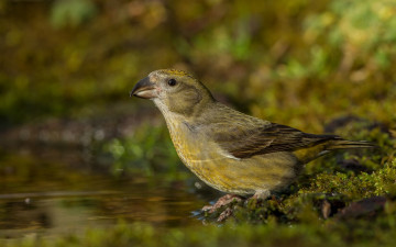 Картинка животные птицы вода клёст