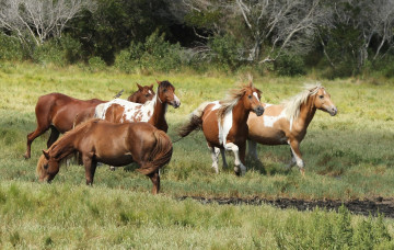 Картинка животные лошади дикие пони ассатиг Чинкотиг