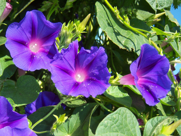 Обои картинки фото фиолетовый, цветы, вьюнки, ипомеи