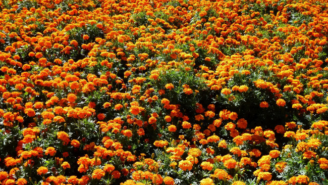 Обои картинки фото цветы, бархатцы, marigolds, чернобривцы