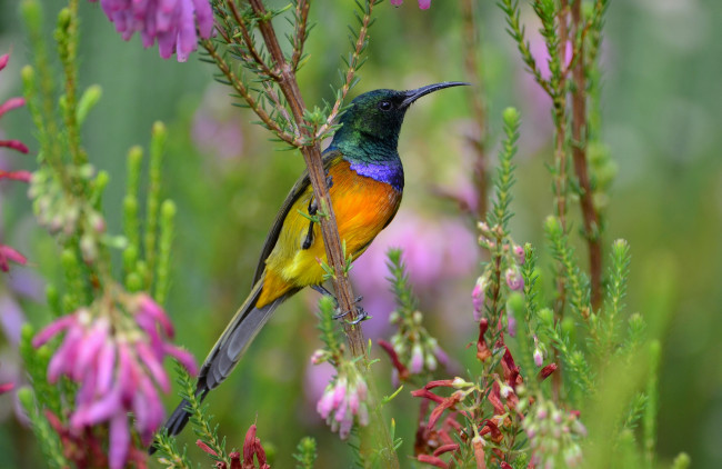 Обои картинки фото животные, птицы, разноцветная, нектарница, цветы