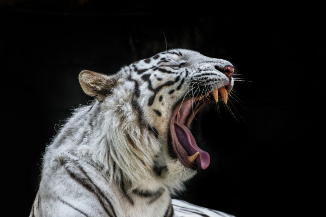 Обои картинки фото животные, тигры, клыки, темный, фон, пасть, зевает, белый, тигр