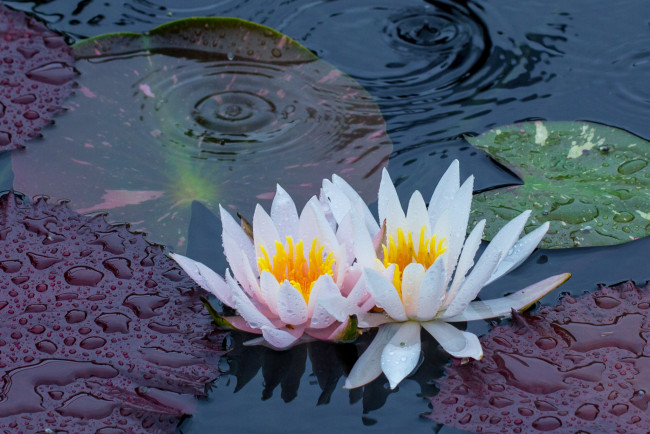 Обои картинки фото цветы, лилии, водяные, нимфеи, кувшинки, водоем, дождь, капли, цветки, листья