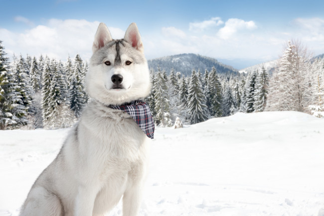 Обои картинки фото животные, собаки, зима, снег, природа