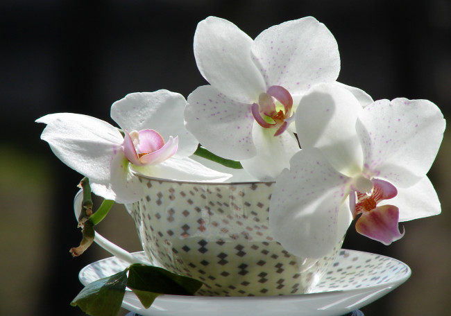 Обои картинки фото цветы, орхидеи, чашка