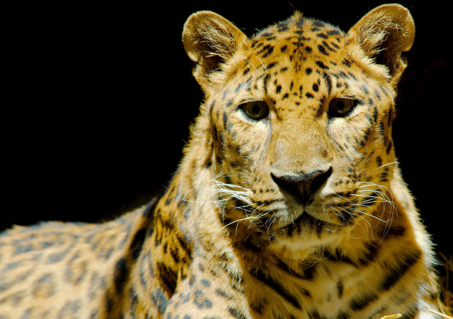 Обои картинки фото животные, леопарды, темный, фон, морда, леопард