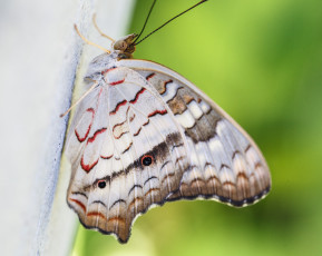 Картинка животные бабочки bob decker макро бабочка фон крылья усики насекомое