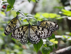 Картинка животные бабочки bob decker макро крылья усики насекомые листья