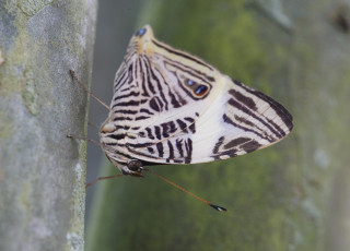 Картинка животные бабочки усики крылья бабочка макро