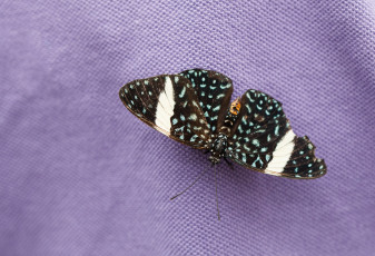 Картинка животные бабочки бабочка насекомое макро