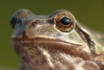 Картинка животные лягушки макро лягушка портрет глаза