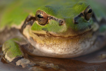 Картинка животные лягушки утро фон макро глаза лягушка