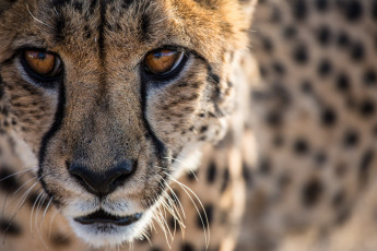Картинка животные гепарды кошка морда портрет