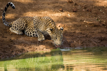 Картинка животные леопарды кошка вода водопой язык пятна берег морда