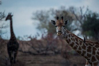 Картинка животные жирафы шея морда африка саванна