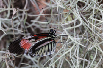 Картинка животные бабочки bob decker макро бабочка крылья усики насекомое