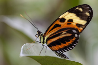 Картинка животные бабочки bob decker макро бабочка крылья усики насекомое листья