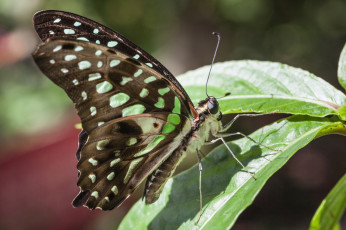 Картинка животные бабочки bob decker макро бабочка фон крылья усики насекомое лист