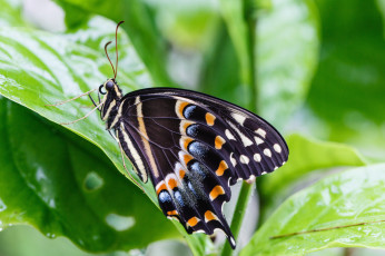 Картинка животные бабочки bob decker макро бабочка фон крылья усики насекомое листья