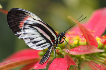 Картинка животные бабочки фон насекомое цветы макро бабочка