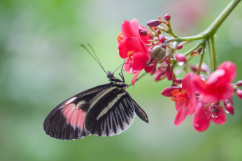Картинка животные бабочки красные цветы утро капли роса насекомое бабочка фон макро