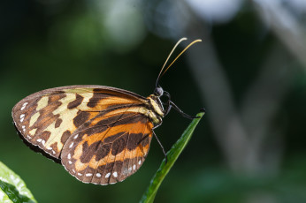 Картинка животные бабочки крылья травинка насекомое бабочка узор фон макро