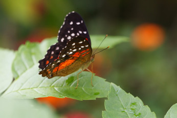 Картинка животные бабочки макро бабочка усики крылья