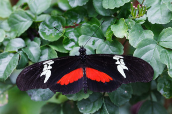 Картинка животные бабочки усики бабочка крылья макро