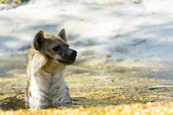 Картинка животные гиены +гиеновые+собаки гиена хищник морда водоем купание осень
