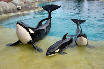 Картинка животные киты +кашалоты шоу косатки океанариум