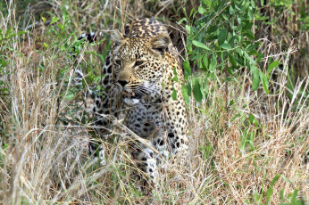 Картинка животные леопарды кустарник заросли морда трава