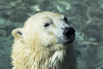 Картинка животные медведи белый полярный хищник морда купание