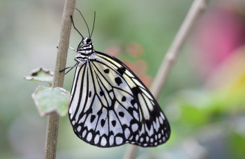 Картинка животные бабочки насекомое травинка усики макро крылья бабочка фон