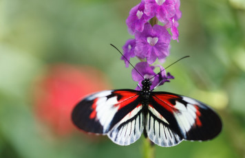 Картинка животные бабочки bob decker макро бабочка фон цветы солнечно крылья усики насекомое листья