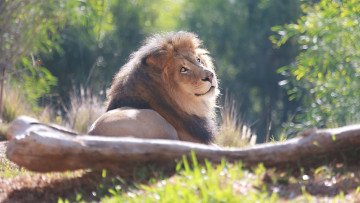 Картинка животные львы кошка морда грива отдых свет