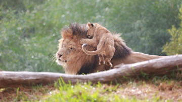 Картинка животные львы лев львенок детеныш пара семья отец сын грива морда игра прыжок гримаса